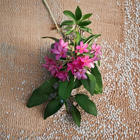 Plumeria Pink/Fuchsia – Live Cutting | 8–9 Inches Long | Fragrant Tropical Flowering Plant | Frangipani Starter