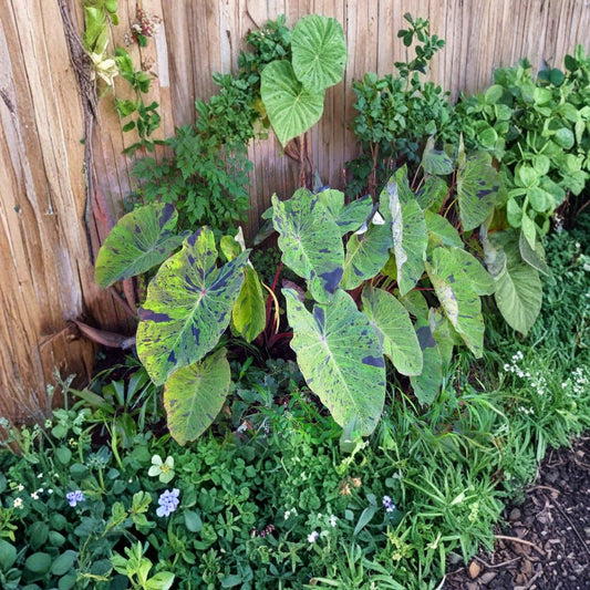 Rare Colocasia 'Mojito' Elephant Ear | Live Starter Plant | Fully Rooted Tropical Foliage Plant | Exotic Houseplant | Easy to Grow