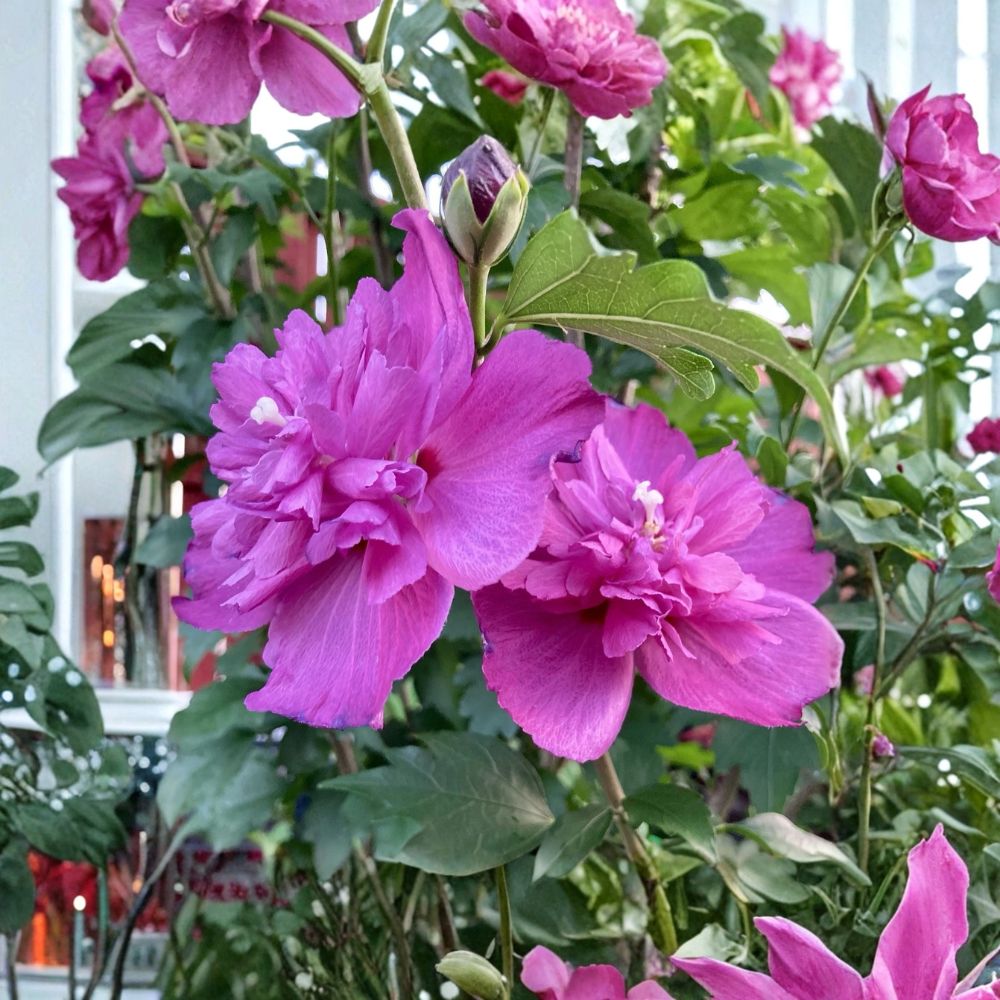 Double Magenta Rose of Sharon Live Plant – Hibiscus syriacus | 10 Inches Tall | 4 Inch Nursery Pot | Hardy Flowering Shrub