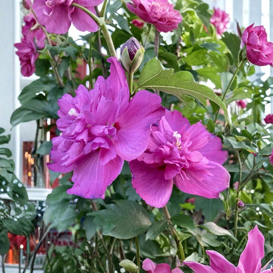Double Magenta Rose of Sharon Live Plant – Hibiscus syriacus | 10 Inches Tall | 4 Inch Nursery Pot | Hardy Flowering Shrub