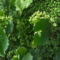 Chardonnay White Wine Grape Vine – 4–6 Ft Tall Live Plant | Self-Fertile Fruit Vine | Vineyard & Home Garden Grape | Fast Growing Wine Grape | Includes Rooted Live Plant