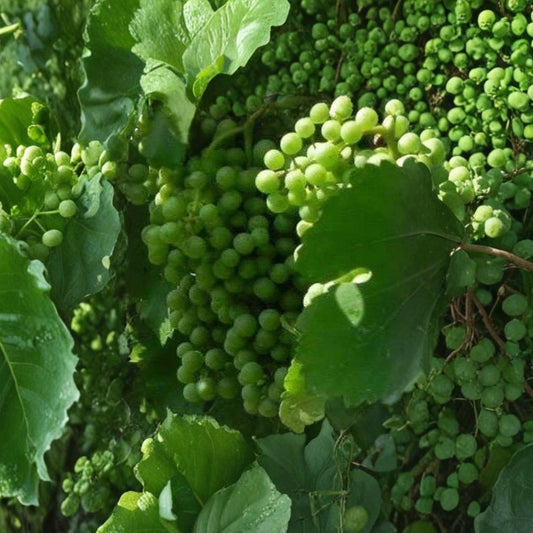 Chardonnay White Wine Grape Vine – 4–6 Ft Tall Live Plant | Self-Fertile Fruit Vine | Vineyard & Home Garden Grape | Fast Growing Wine Grape | Includes Rooted Live Plant