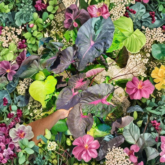 Live Colocasia ‘Redemption’ Plant (Elephant Ear) | 5–8 Inches Tall | Ships Bare Root (No Pot) | Tropical Foliage Plant | Indoor & Outdoor Accent