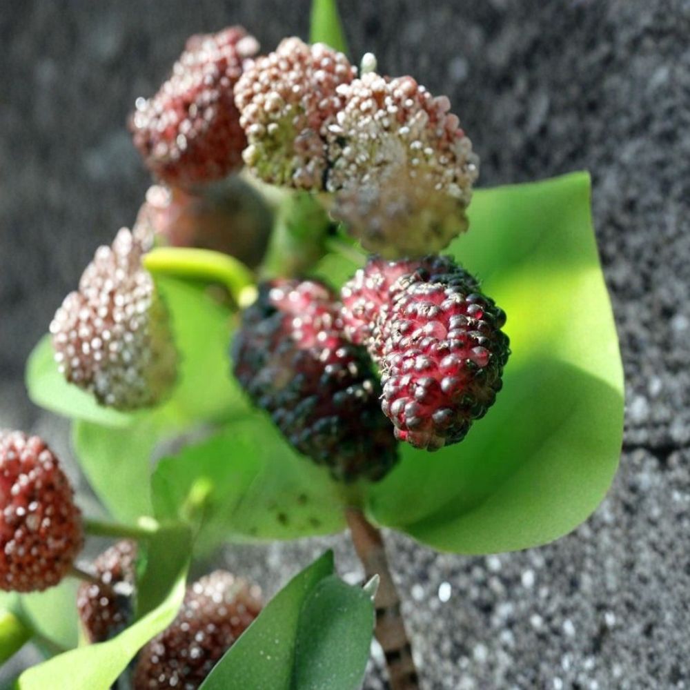 Dwarf Everbearing Mulberry Tree – Morus nigra Live Plant | 6–7 Inches Tall | Edible Fruit Tree | Container Friendly | Easy to Grow