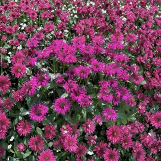 Hot Pink Monarda Bee Balm Live Plants – Monarda | Set of 10 | Established Bare Root Clusters | Butterfly & Pollinator Garden | Perennial Flower