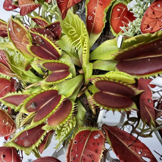 Venus Flytrap ‘Wally’ Live Plant – Medium to Large | Dionaea muscipula | Mature Division | Large Red Traps | Bare Root Carnivorous Plant
