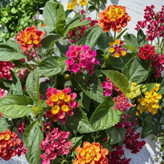 Anne Marie Lantana Live Plants – Lantana camara ‘Anne Marie’ | Set of 2 | 4–6 Inch Starter Plants | Multicolor Yellow Orange Pink Flowers | Rooted with Soil | No Pot