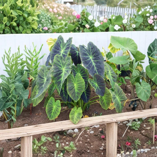 Illustris Colocasia Live Plant – 1 Starter Plant | Dark Stem Elephant Ear | 3 Inch Pot Grown | Large Green Foliage | Tropical Perennial | No Pot