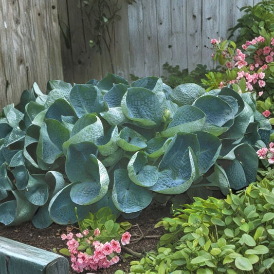 Hosta 'Abiqua Drinking Gourd' – Live Potted Plant | 2.5 Inch Pot | Blue Cupped Hosta | Shade Garden Perennial | Hardy Plant