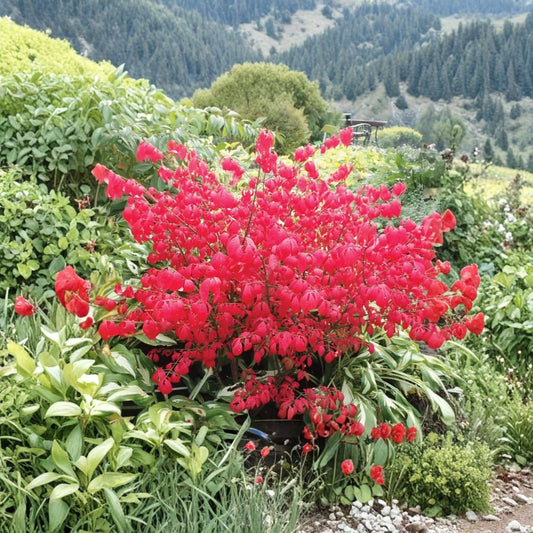 Set of 2 Live Burning Bush Plants – Euonymus alatus ‘Compacta’ | 6 to 12 Inches Tall | Includes 4-Inch Nursery Pots | Hardy Deciduous Shrub | Easy to Grow