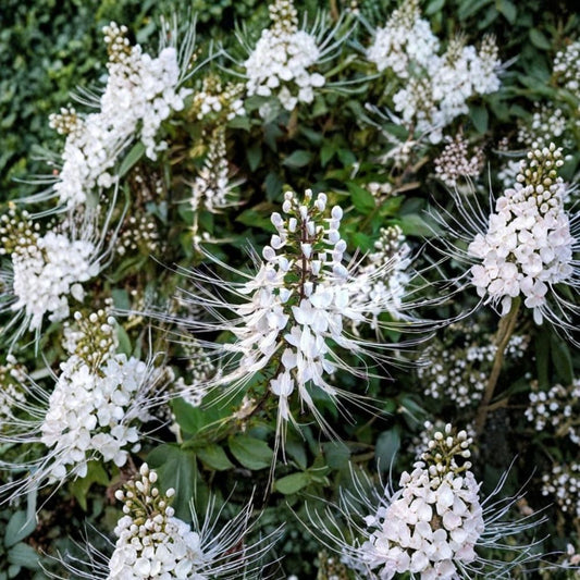 White Cat Whiskers – Orthosiphon aristatus Live Starter Plants | Set of 2 | 4–6 Inches Tall | Bare Root | Tropical Flowering Plant