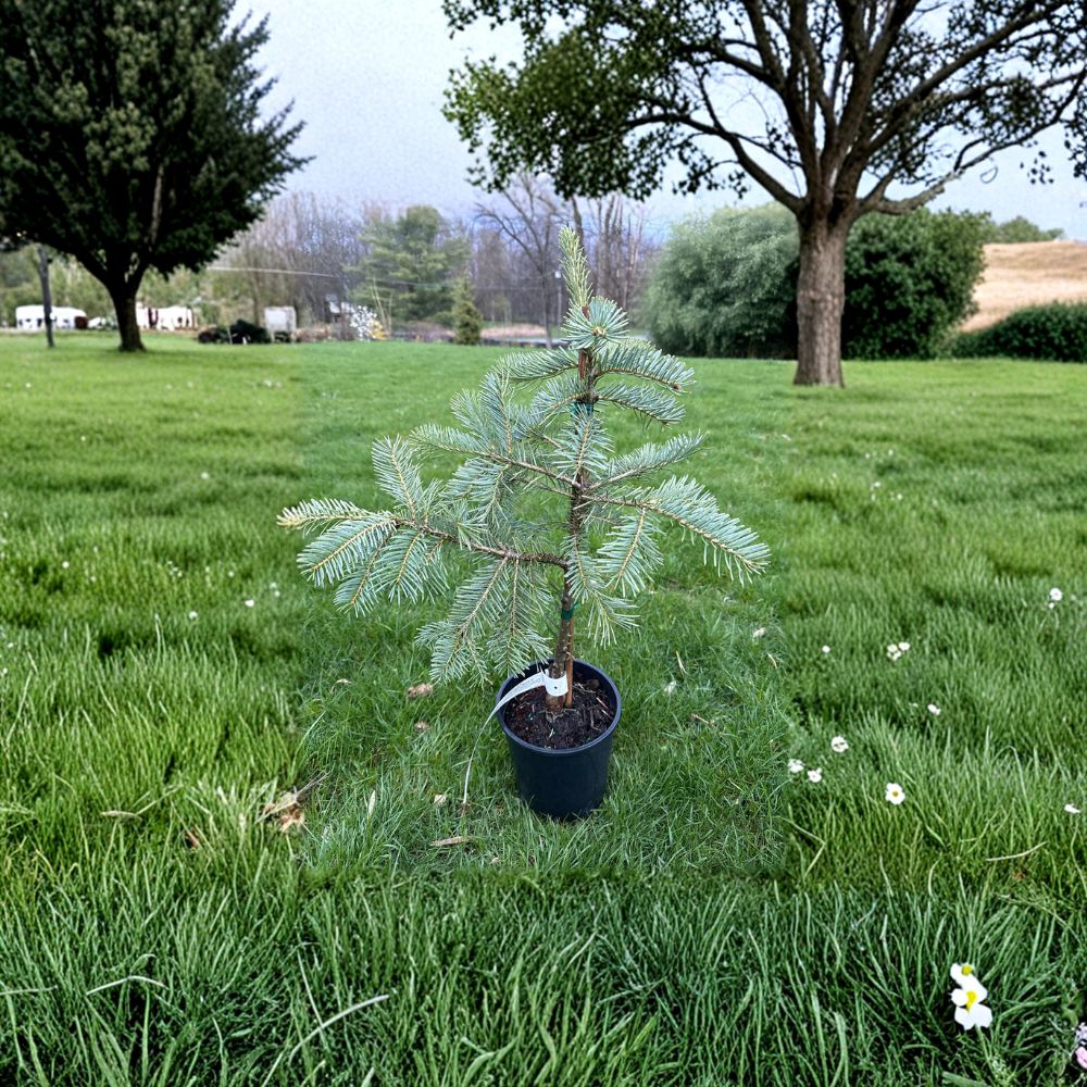Leuteneggeri Hybrid Fir – Live Evergreen Conifer | 12 Inch Tall Plant | 1 Gallon Pot | Abies grandis x concolor