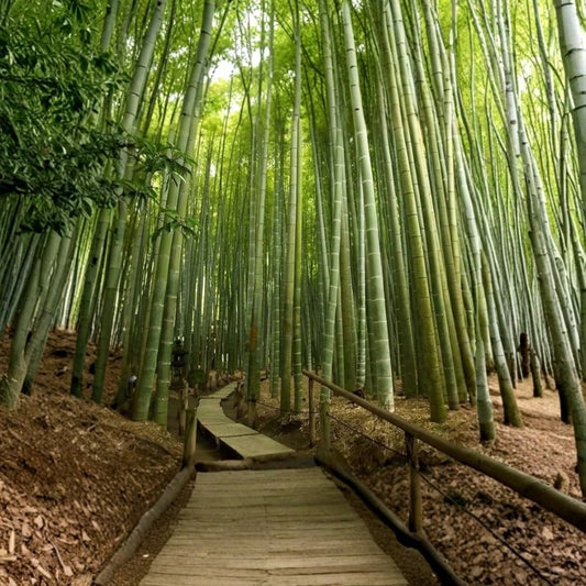 Bambusa vulgaris Live Bamboo Plant – Clumping Bamboo | Tropical Privacy Screen | Fast Growing Landscape Plant | USDA Certified | No CA
