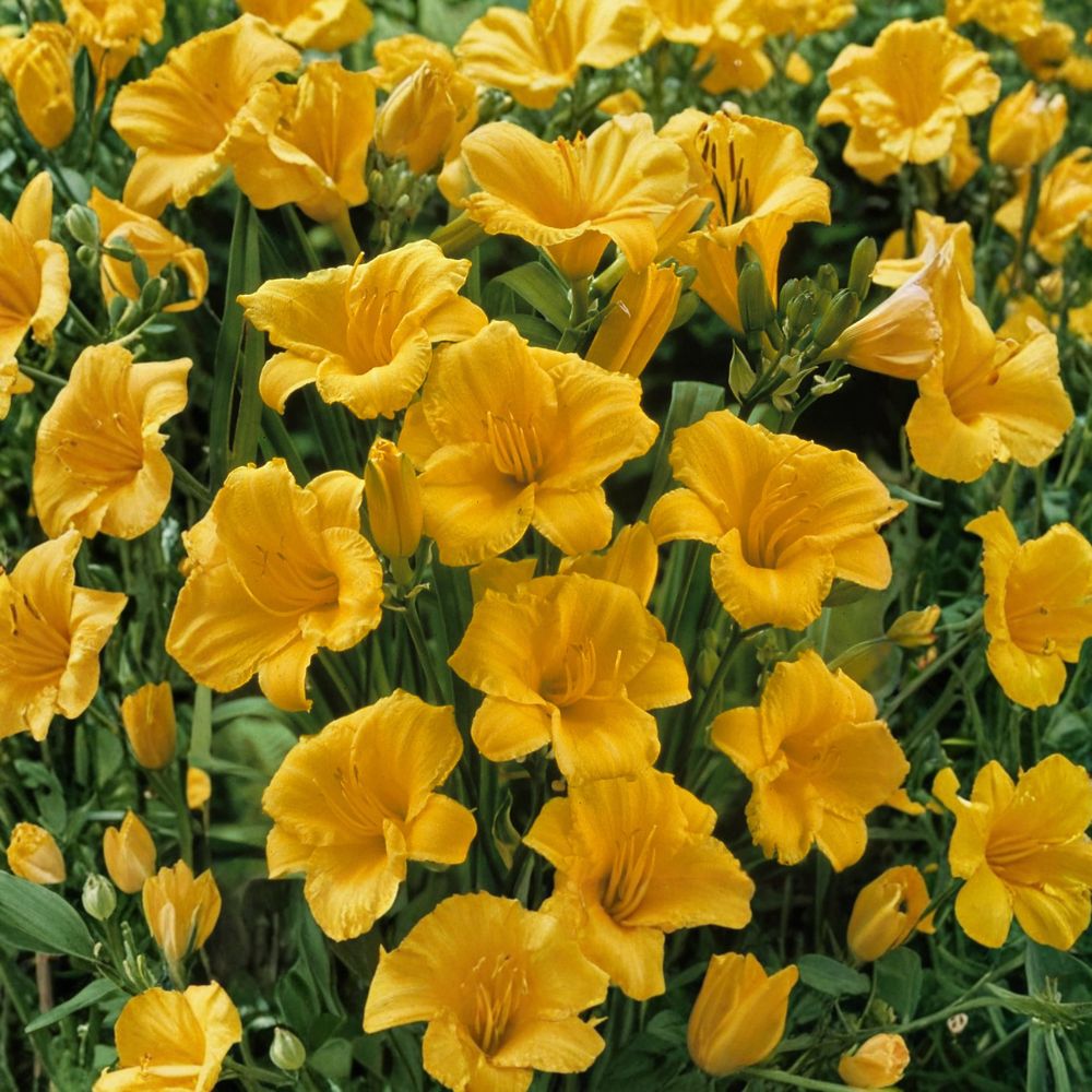 Hemerocallis 'Stella de Oro' Daylily – 3 Bare Root Plants | Grade #1 Roots | Reblooming Golden Flowers | Award Winning Perennial | Easy to Grow