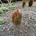 Morgan Arborvitae – Live Golden Orange Evergreen Shrub | 4 Inch Pot Plant | Thuja orientalis ‘Morgan’ | Dwarf Conifer