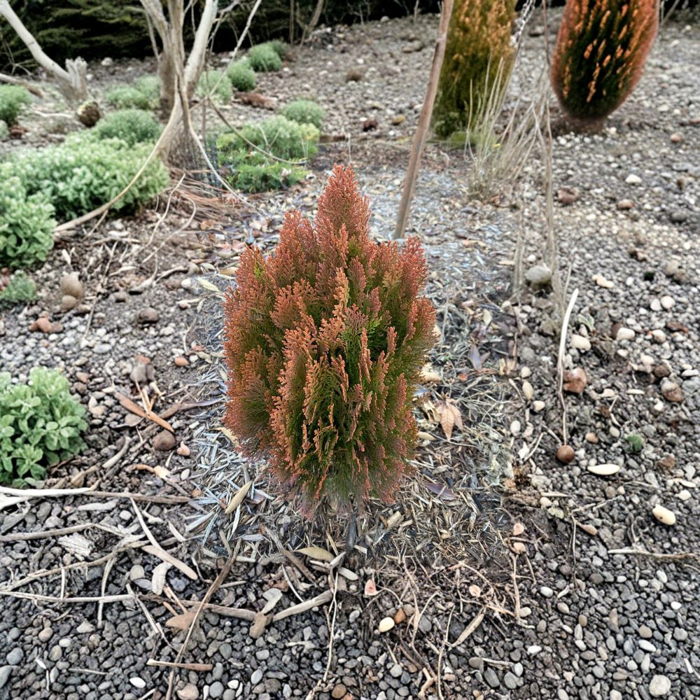Morgan Arborvitae – Live Golden Orange Evergreen Shrub | 4 Inch Pot Plant | Thuja orientalis ‘Morgan’ | Dwarf Conifer