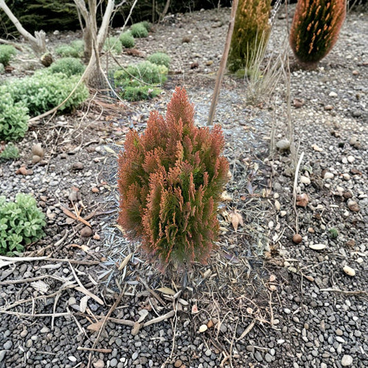 Morgan Arborvitae – Live Golden Orange Evergreen Shrub | 4 Inch Pot Plant | Thuja orientalis ‘Morgan’ | Dwarf Conifer