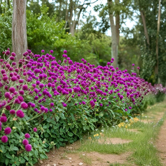 Ping Pong Purple Globe Amaranth Live Plants – 3 Starter Plants | Gomphrena globosa | Purple Flowering Annual | Pollinator Garden Plant