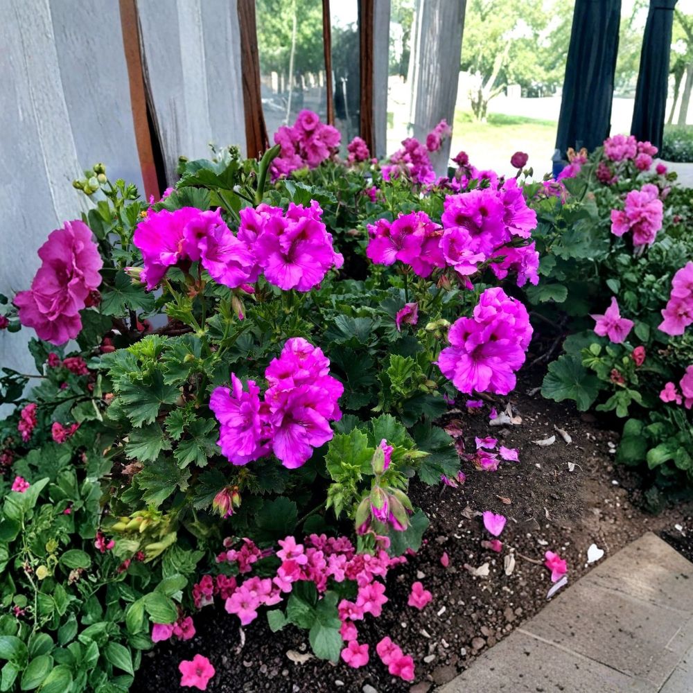 Purple Pelargonium Fancy Regal Geranium – Live Plant Cutting | 6–8+ Inches | Lavender Purple Orchid-Like Blooms | Easy Care Flowering Plant