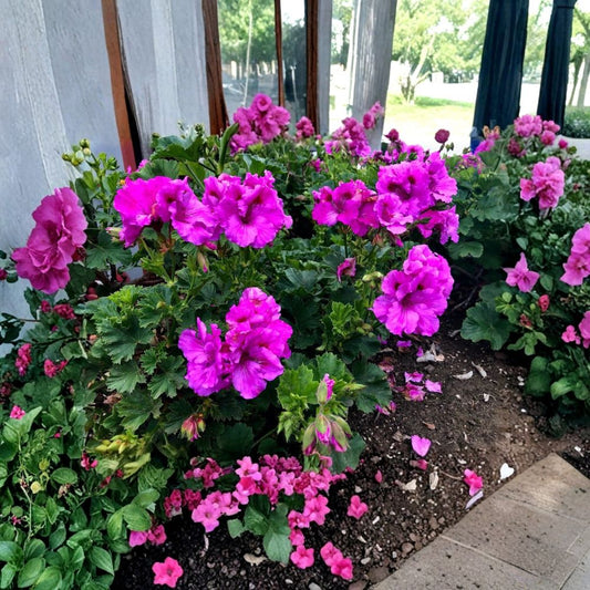 Purple Pelargonium Fancy Regal Geranium – Live Plant Cutting | 6–8+ Inches | Lavender Purple Orchid-Like Blooms | Easy Care Flowering Plant