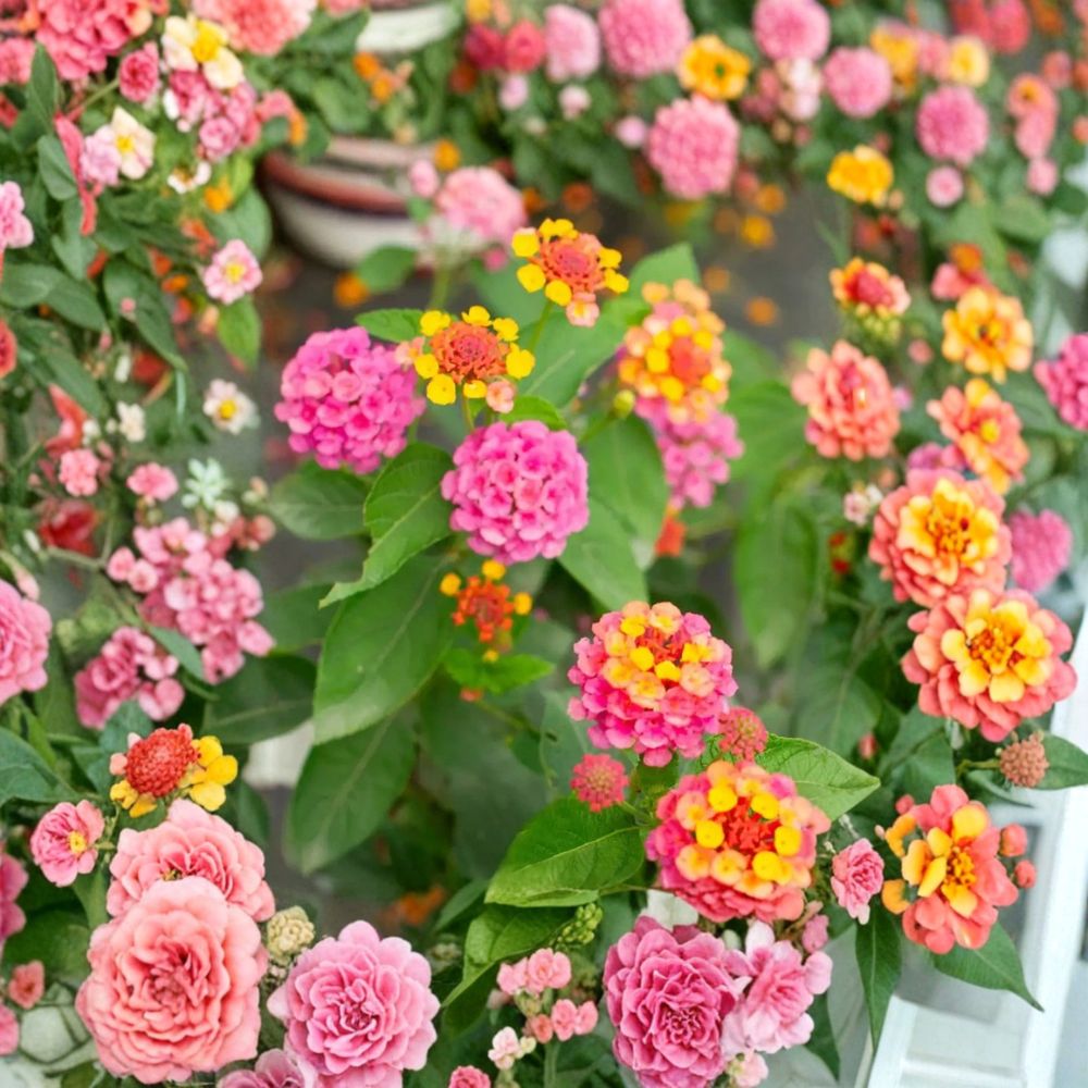 Live Rose Lantana Plant – 4 Inches Tall | Ships Bare Root (No Pot) | Rose Pink Flowering Shrub | Butterfly & Pollinator Friendly | Easy to Grow