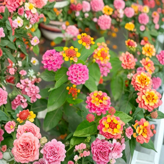 Live Rose Lantana Plant – 4 Inches Tall | Ships Bare Root (No Pot) | Rose Pink Flowering Shrub | Butterfly & Pollinator Friendly | Easy to Grow