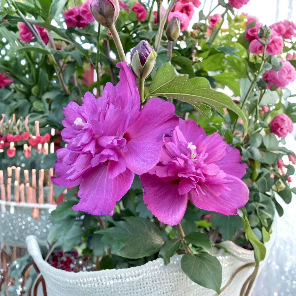 Double Magenta Rose of Sharon – Hibiscus syriacus Live Plant | 10 Inches Tall | 4-Inch Pot | Hardy Flowering Shrub