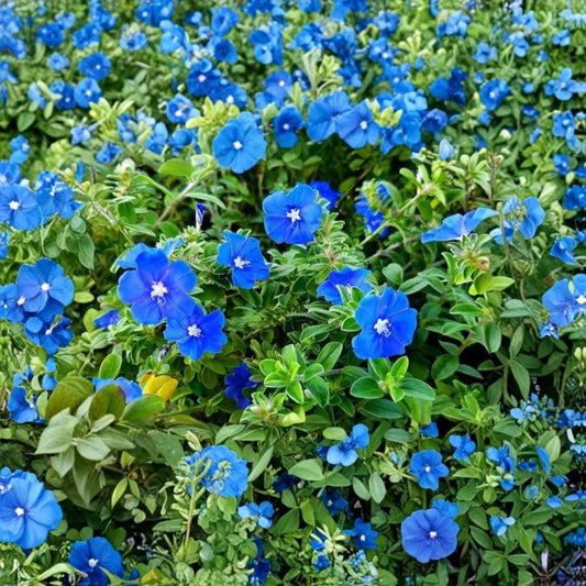 Evolvulus Blue Daze Live Plants – 2 Pack | 4–6 Inches Tall | Vibrant Blue Flowers | Drought Tolerant | Flowering Groundcover | No Pot