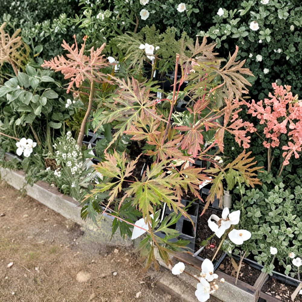 Acer palmatum 'Orangeola' – Japanese Maple Live Plant | 2 Gallon Pot | Weeping Laceleaf Ornamental Tree | Vibrant Seasonal Color | Patio & Landscape Friendly