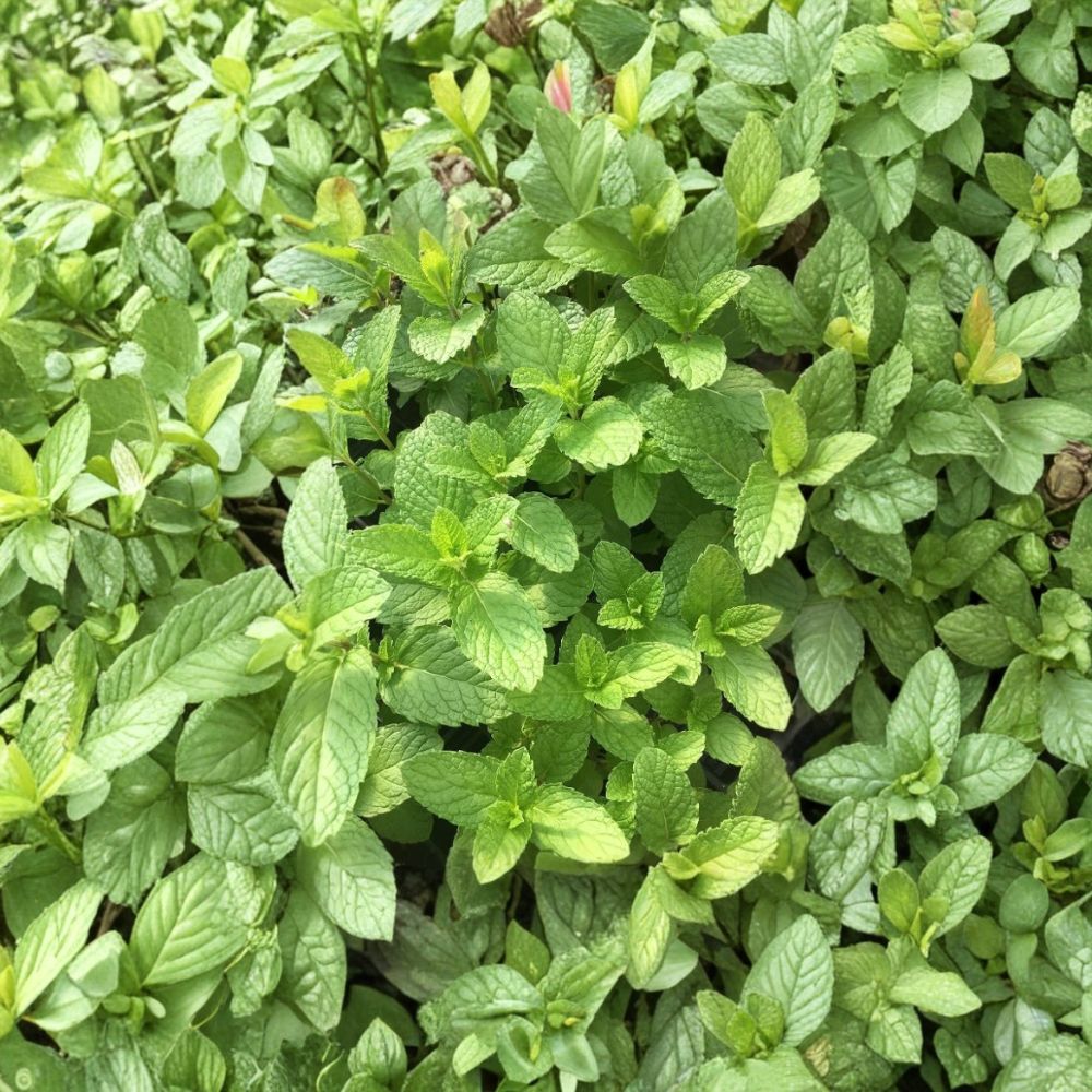 Mojito Mint Live Plants – 3 Pack | 3–6 Inches Tall | Cuban Mint | Fast-Growing Edible Herb | Aromatic Culinary Mint | Ships Without Pot