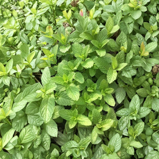 Mojito Mint Live Plants – 3 Pack | 3–6 Inches Tall | Cuban Mint | Fast-Growing Edible Herb | Aromatic Culinary Mint | Ships Without Pot