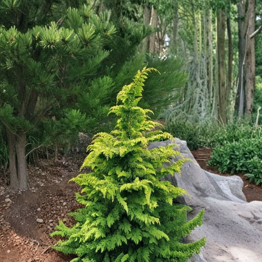 Golden Fernleaf Hinoki Cypress Live Plant – Chamaecyparis obtusa ‘Tetragona Aurea’ | 1 Pint Plant | Golden Evergreen Shrub | 6–8 Foot Mature Height | Rock Garden & Japanese Garden