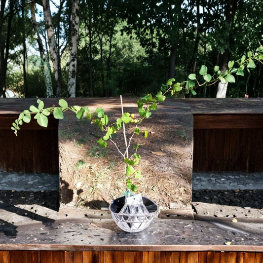 Light Scuppernong Muscadine Grape – Vitis rotundifolia Live Vine | 2 Gallon Size | Includes Healthy Root System | Vineyard & Backyard Friendly | Sweet Bronze Fruit