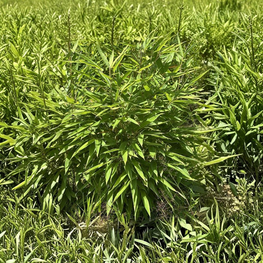6 Live Bamboo Root Cuttings – 5+ Inch Bamboo Roots | Cold Hardy & Tropical Bamboo | Fast Growing Outdoor Plant | Garden Privacy Screen