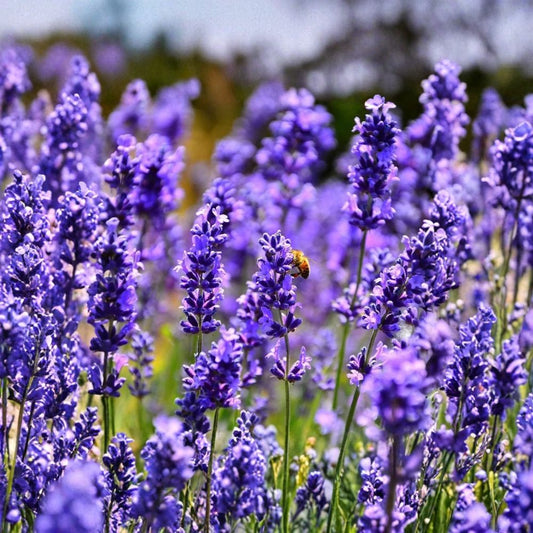 Organic Hidcote Lavender – Lavandula angustifolia Live Starter Plant | 4–8 Inches Tall | Fragrant English Lavender | 2.5 Inch Pot