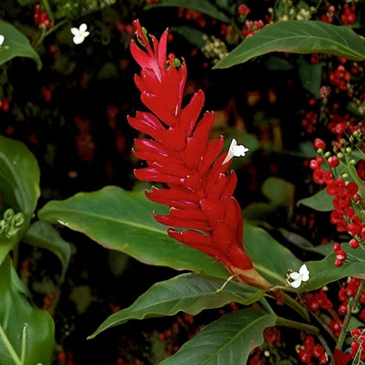 Dwarf Red Ginger – Alpinia purpurata Live Plant | 3–8 Inches Tall | 3-Inch Pot | Compact Tropical Ginger | Heat Tolerant | Container Friendly | Tropical Garden