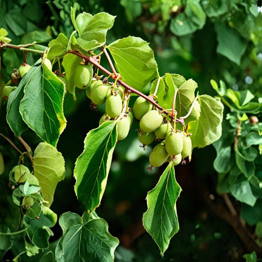 Kiwi Prolific Live Plant – 4–6” Starter | Actinidia deliciosa Type | Edible Kiwi Fruit Vine | Climbing Fruit Plant | Ships Without Pot