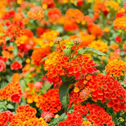 Orange Lantana Live Plant | 3–5 Inches Tall | Grown in 4-Inch Nursery Pot | Ships Without Pot | Bright Flowering Perennial