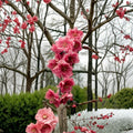 Crimson Cascade Weeping Flowering Peach Tree – Prunus persica Live Tree | 4–6 Feet Tall | Includes Healthy Root System | Ornamental Landscape Tree | Stunning Double Pink Blooms