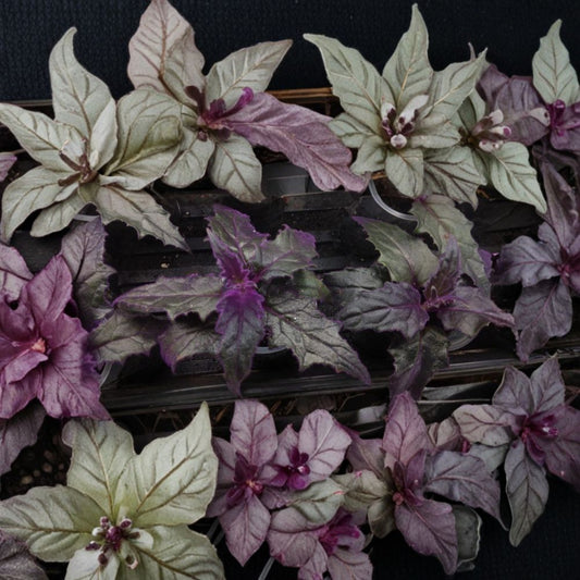 Purple Passion Plant – Gynura aurantiaca Live Starter Plants | Set of 3 | Rooted Velvet Houseplants | Easy to Grow