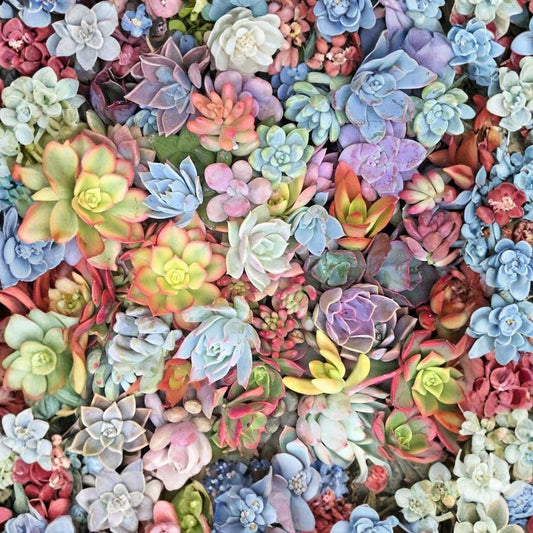25 Mixed Succulent Cuttings – Live Unrooted Rosettes | 1–2 Inches | Assorted Varieties | Bare Root Succulent Collection