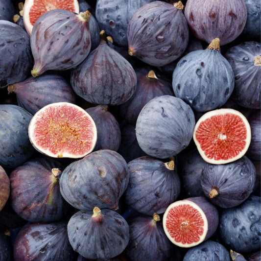 LSU Purple Fig Live Plant – Ficus carica ‘LSU Purple’ | Well-Rooted Starter Plant | Potted Fig Tree | Sweet Purple Fig Fruit | Edible Fruit Tree