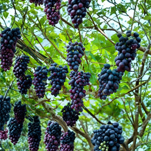 Southern Home Muscadine Grape Live Plant – Vitis Starter Plug | 3–4 Inch | Self-Fertile Black Grape | Bare Root | Zones 7–9