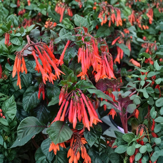 Gartenmeister Fuchsia – Live Fuchsia triphylla Plant | 5 Inch Pot | Red Orange Tubular Flowers | Shade Loving Flowering Plant | Patio & Hanging Basket