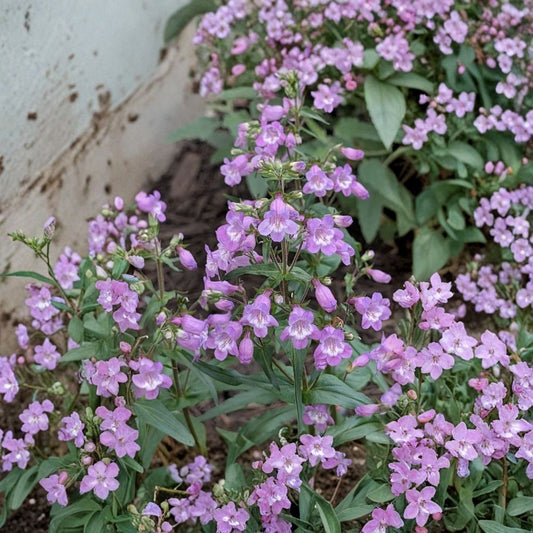 Brazos Penstemon – Penstemon tenuis Live Plant | 1 Gallon | Purple Flowering Native Perennial | Pollinator & Hummingbird Garden Plant