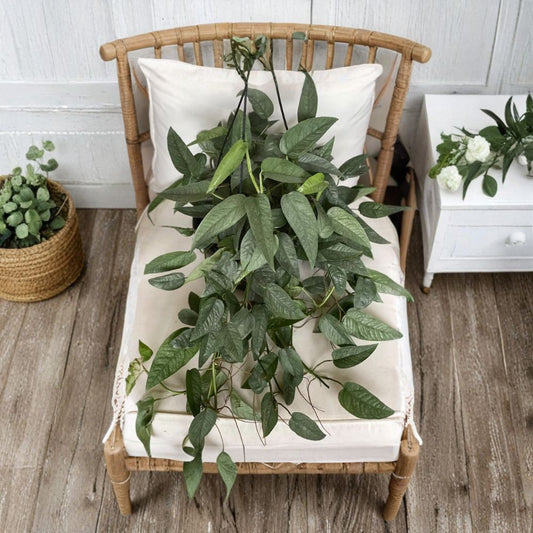 Cebu Blue Pothos Live Plant – Epipremnum pinnatum | Well Rooted Cutting | 3 Inch Pot | Rare Tropical Houseplant | Easy Care Vining Plant | Indoor Plant