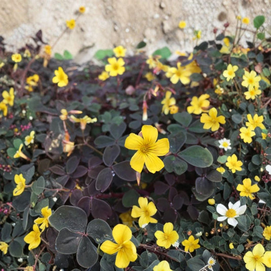 Live Burgundy Yellow Oxalis Plant – 3 to 4 Inches Tall | Ships Bare Root (No Pot) | False Shamrock | Colorful Foliage Houseplant | Easy to Grow