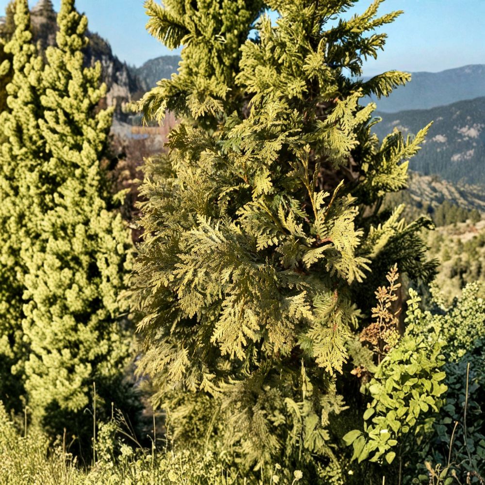 Wareana Lutescens Arborvitae – Live Golden Evergreen Conifer | Quart Pot Plant | Thuja occidentalis | Hardy Landscape Tree