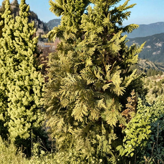 Wareana Lutescens Arborvitae – Live Golden Evergreen Conifer | Quart Pot Plant | Thuja occidentalis | Hardy Landscape Tree