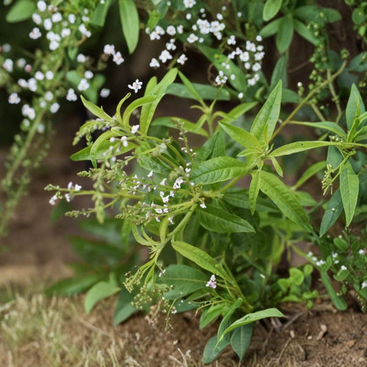 Live Lemon Verbena Plant – 3 to 5 Inches Tall | Ships Bare Root (No Pot) | Fragrant Herb Plant | Culinary & Tea Herb | Easy to Grow
